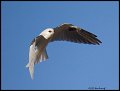 _2SB0398 white-tailed kite